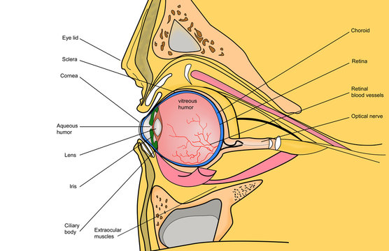 medical illustration of the human eye