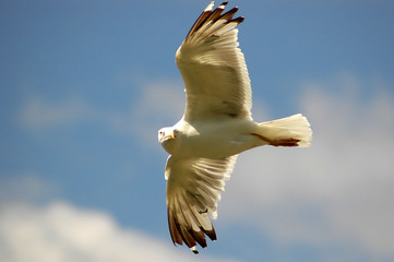 go&eacute;land tournant la t&ecirc;te