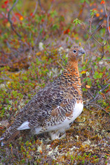 ptarmigan