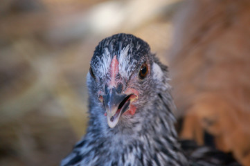 huhn