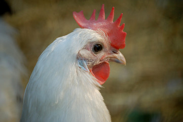 hahn im profil
