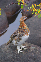 ptarmigan strutting its plumage on a rock next to a small pool of water in Quebec