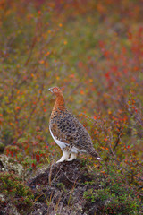 ptarmigan