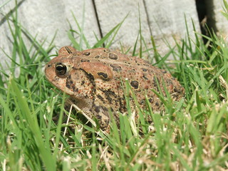 toad in grass