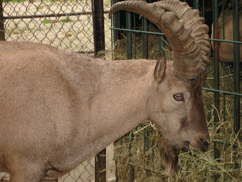 barbichette