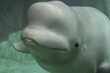 beluga_5748.