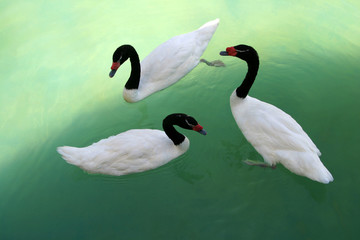 cisnes_5722.