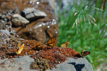 butterflies in the mountains