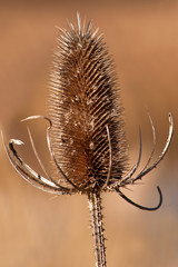 teasel in winter