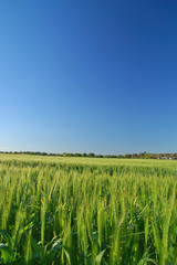 rural spring countryside