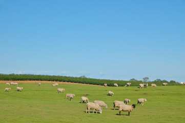 Fototapeta na wymiar rural pasture