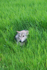 rocky mountain grey wolf