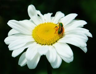 Fototapeta premium bee on flower