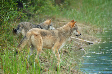 rocky mountain grey wolves
