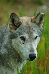 rocky mountain grey wolf