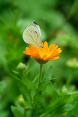 butterfly alighted on a flower