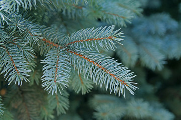 blue spruce