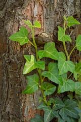 creeping ivy on a tree