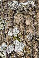 bark
