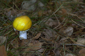 yellow muschroom
