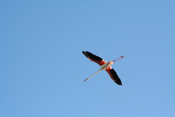 flamant rose en vol