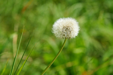 macro of dandelion