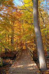 Fototapeta na wymiar fall season colors trail