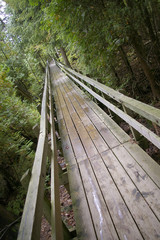 Fototapeta premium boardwalk through woods