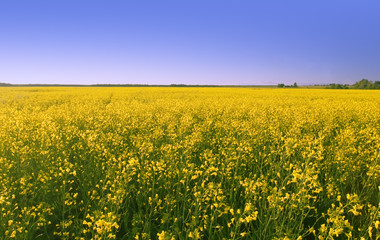 Obraz premium rape field