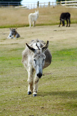 donkey walking