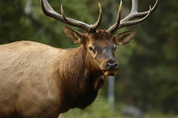 elk closeup