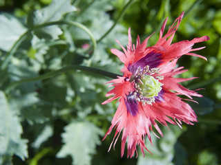 flowering of a poppy