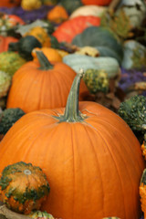 pumpkins