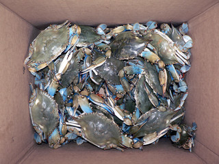 crab - live blue crabs in box