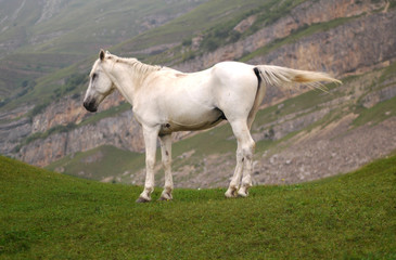 white horse at the top of the hill