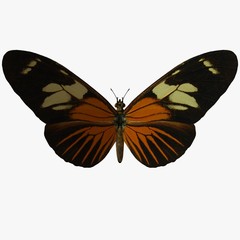 butterfly-postman