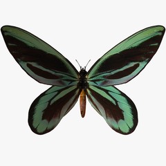 butterfly-qu alexander birdwing