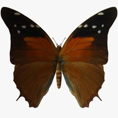 butterfly-russet flipper