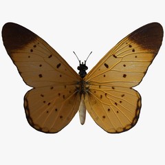 butterfly-yellow coster