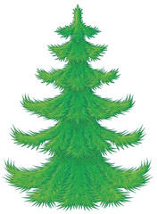 green fur-tree