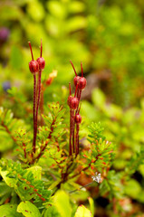 crowberry flowers