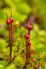 flowers crowberry