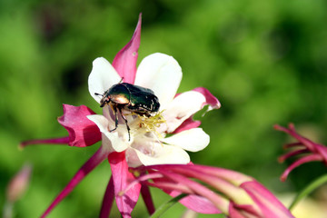 summer flowers and beetle