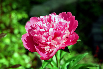 peony
