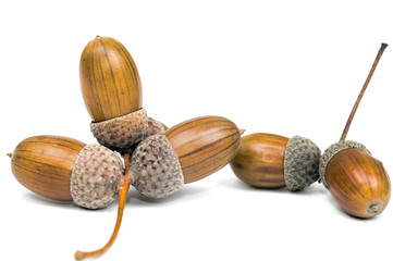 acorns