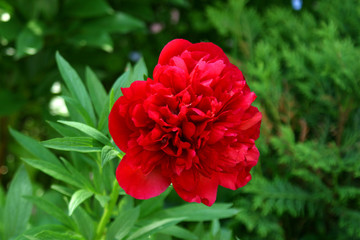 peony