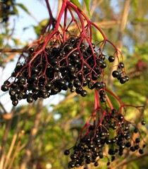 cluster of elder berries on an elder bush