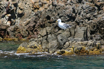 möve am meer © boeselhack