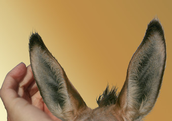 Grandes oreilles 
