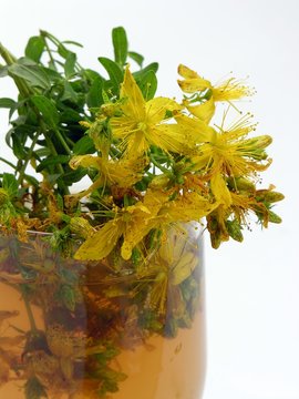 hipericum perforatum,